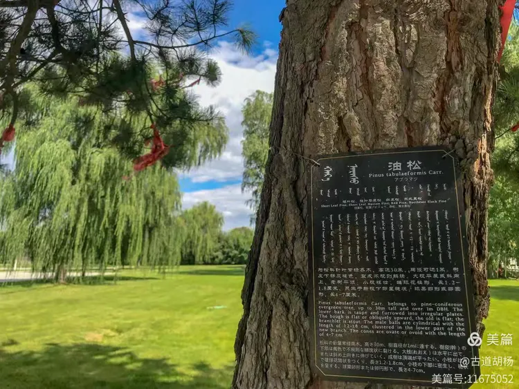 油松,呼和浩特市树